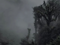 哀牢山,自然奇观与民族文化的瑰宝