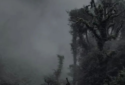 哀牢山,自然奇观与民族文化的瑰宝